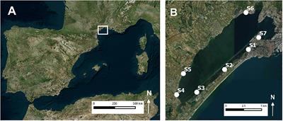 First Field-Based Evidence That the Seagrass-Lucinid Mutualism Can Mitigate Sulfide Stress in Seagrasses